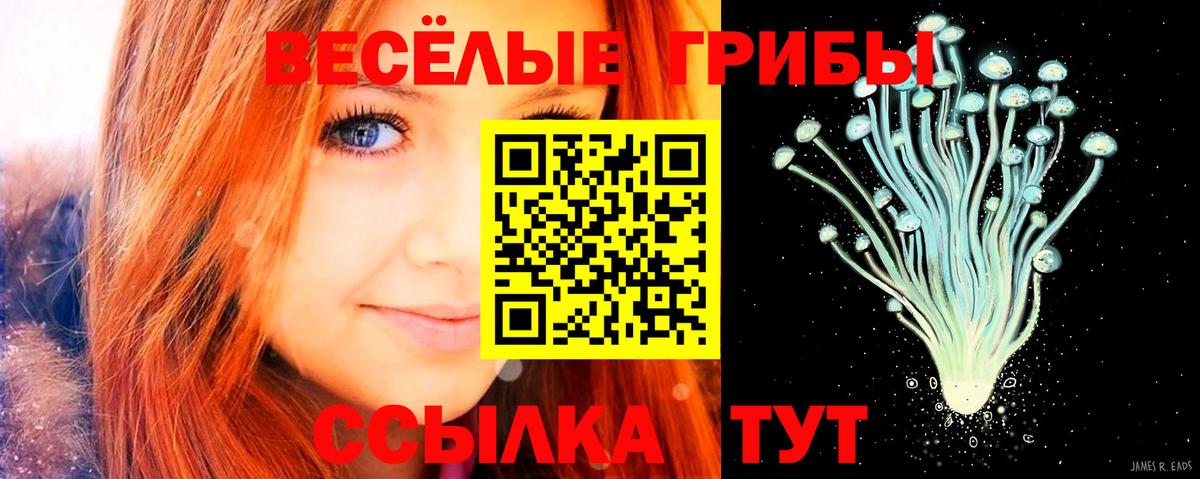 Псилоцибиновые грибы Psilocybine cubensis  даркнет сайт  Камень-на-Оби  Вход с VPN  Псилоцибиновые грибы мухоморы 